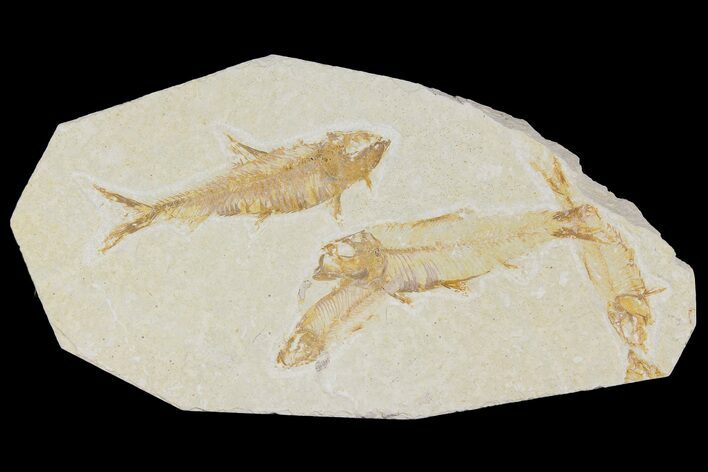 Four Fossil Fish (Knightia) - Wyoming #177366